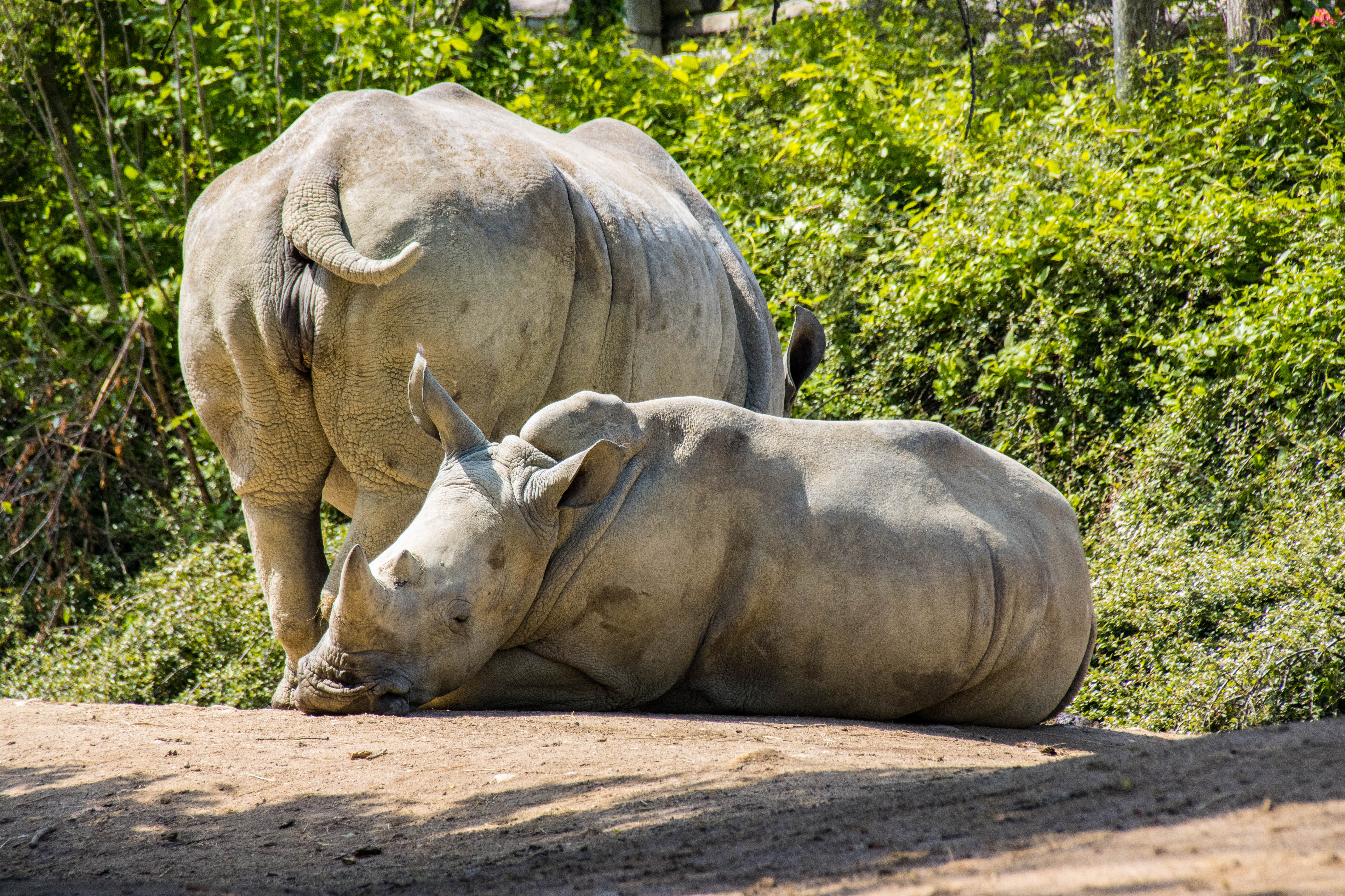 Rhinocéros Blanc-_MG_5775.jpg